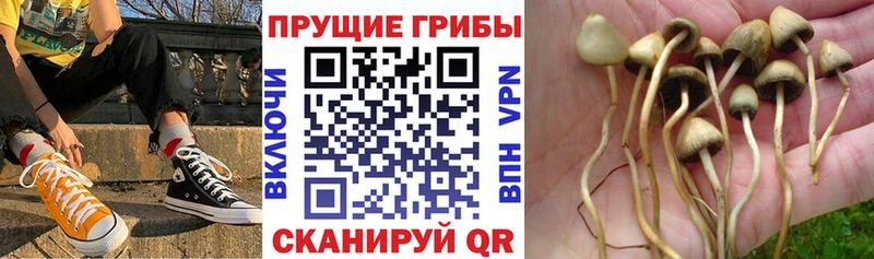 купить закладку  KRAKEN ССЫЛКА  Псилоцибиновые грибы мухоморы  Таштагол 
